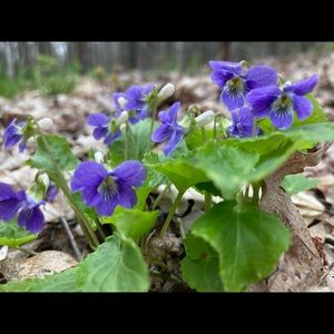 Meet your Posher, Dasha